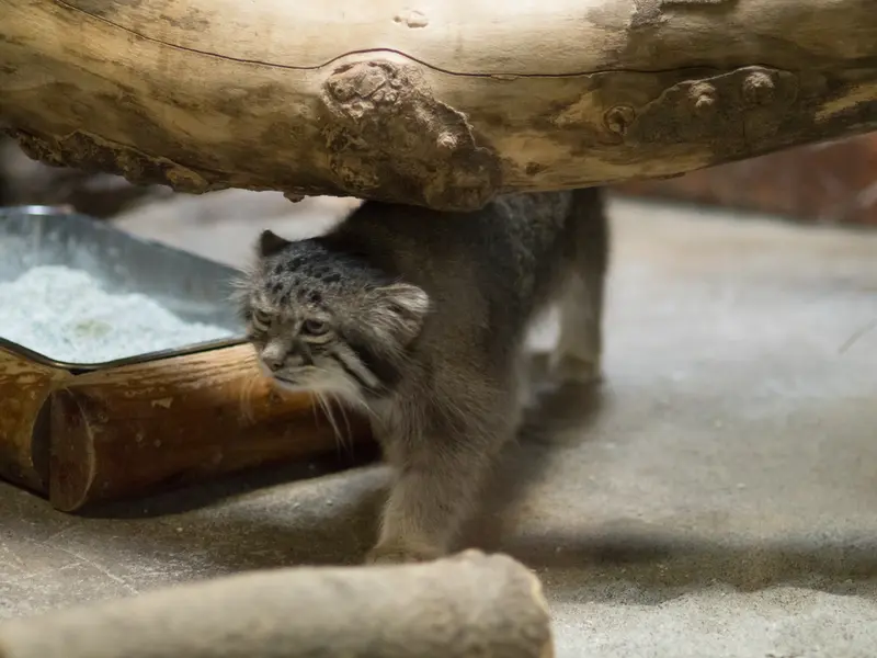 恩賜上野動物園のクリョンの写真