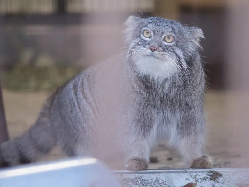 野毛山動物園のフィーガの写真