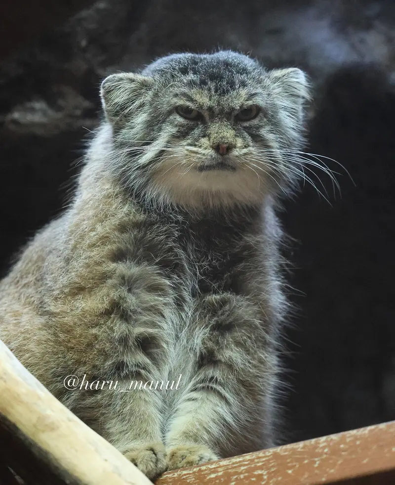恩賜上野動物園のプリームラの写真