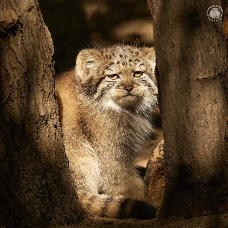 ノヴォシビルスク動物園のイヴの息子 2023 Ⅴの写真
