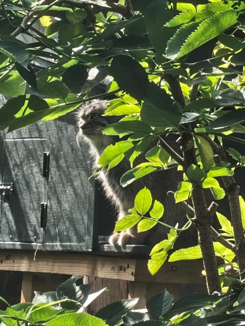 エディンバラ動物園のダッチェスの写真