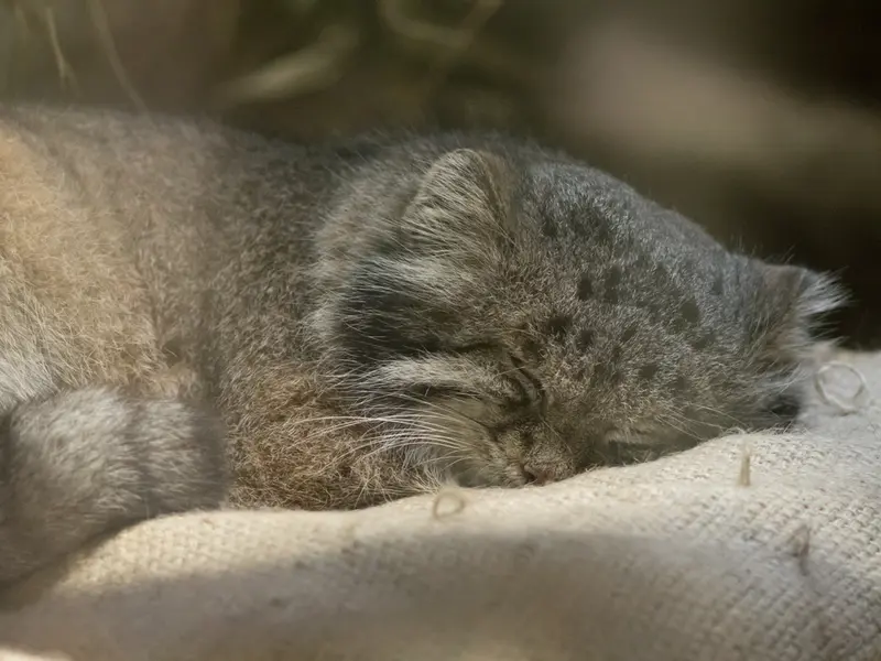恩賜上野動物園のクリョンの写真