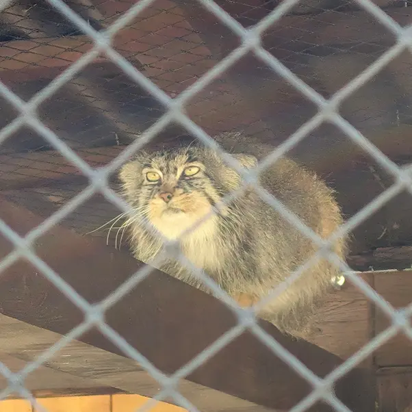 イフラヴァ動物園のマカルーの写真