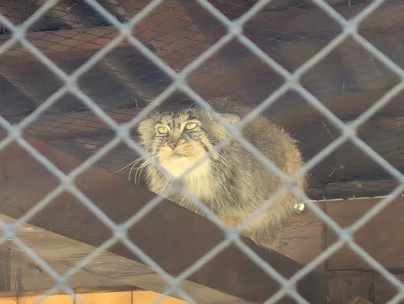 イフラヴァ動物園のマカルーの写真