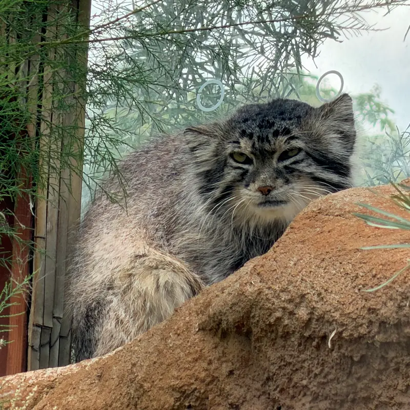 プラハ動物園のスパイの写真