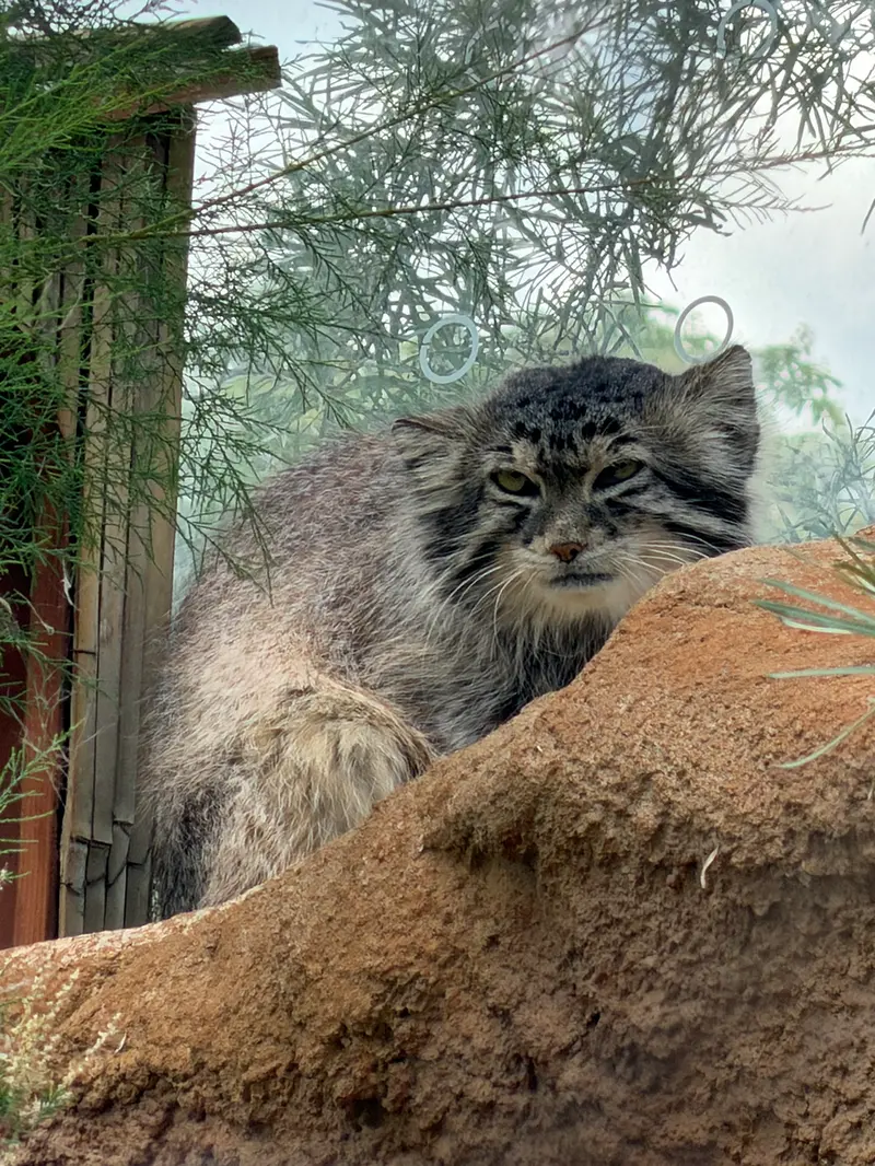 プラハ動物園のスパイの写真
