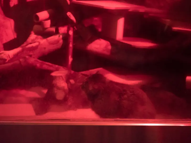 恩賜上野動物園のナイマの写真