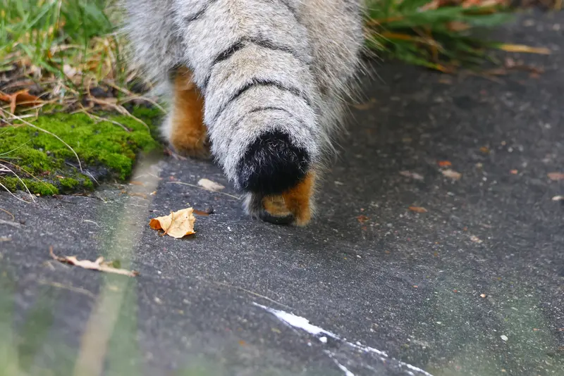 マヌルネコの写真