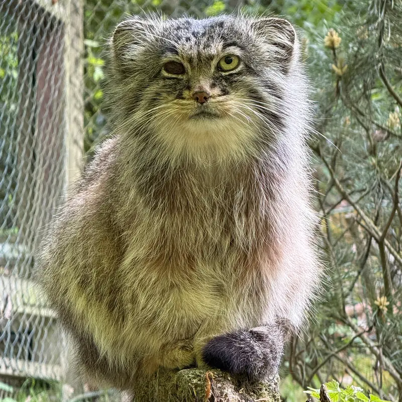 オペル動物園のバトゥの写真
