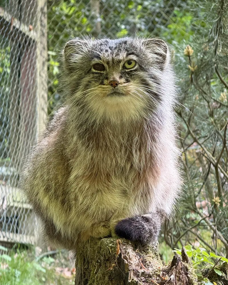 オペル動物園のバトゥの写真