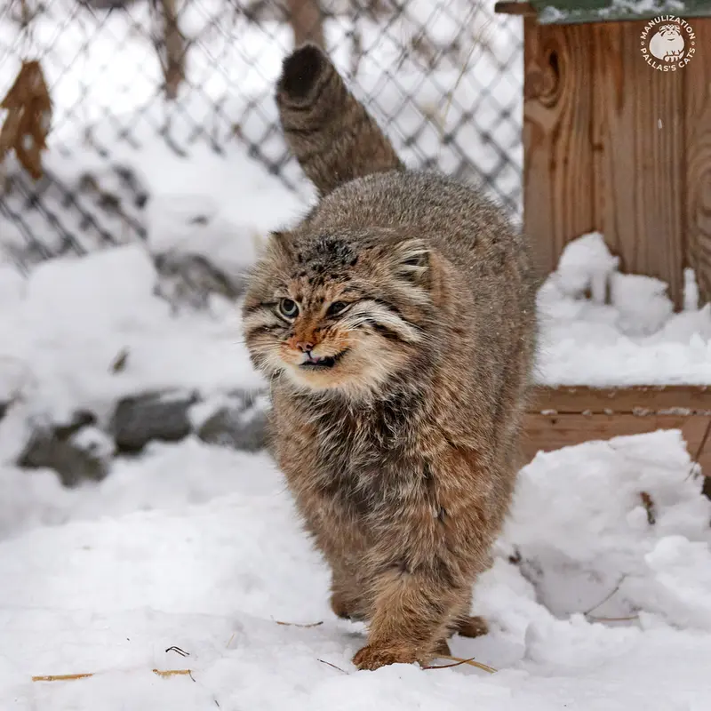ノヴォシビルスク動物園のゼレノゴルスクの写真