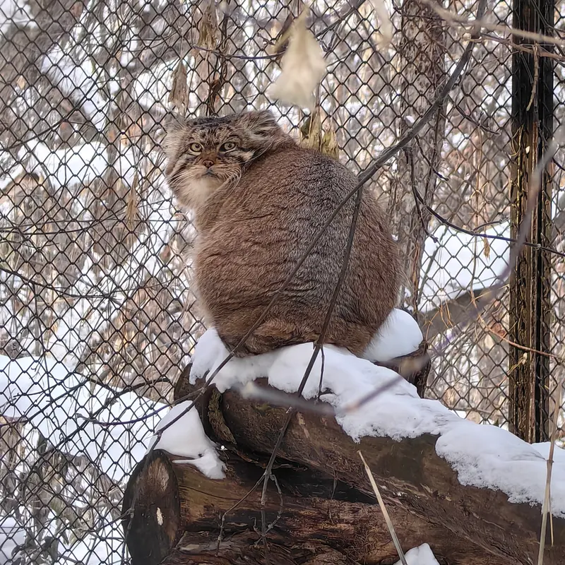 ノヴォシビルスク動物園のジョージの写真