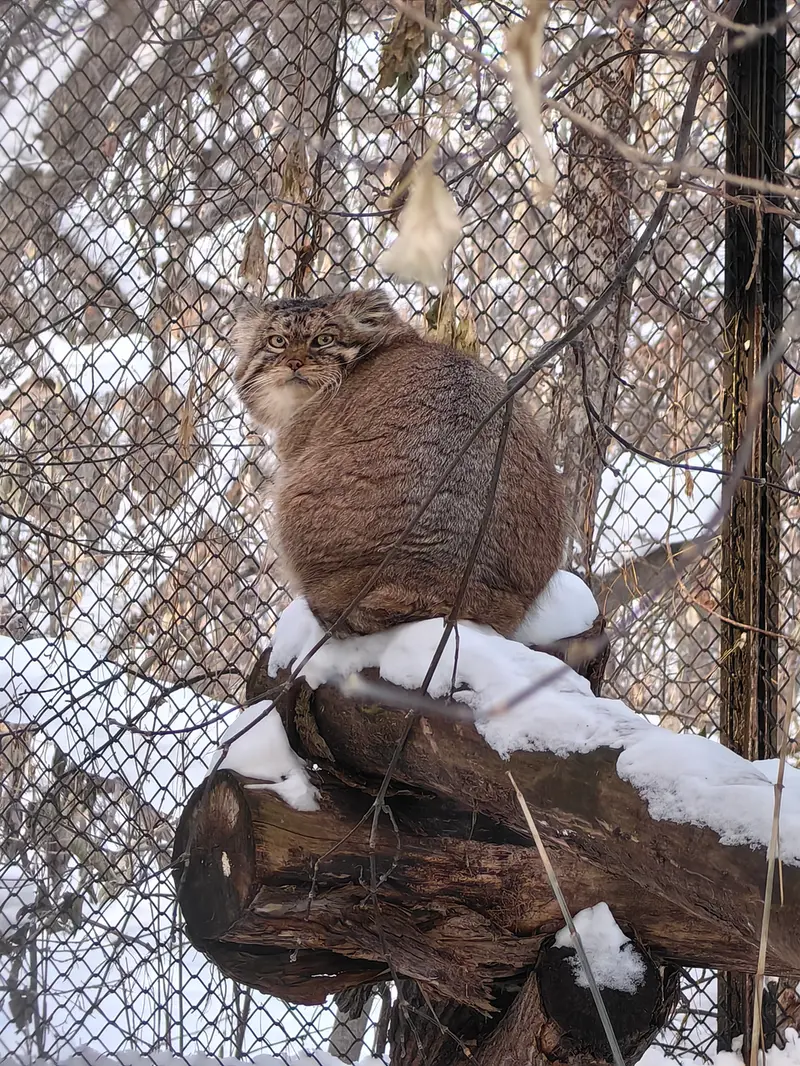 ノヴォシビルスク動物園のジョージの写真
