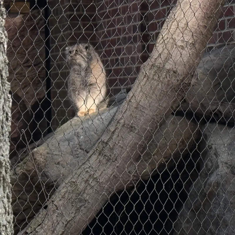 プロスペクト・パーク動物園のサルナイの写真