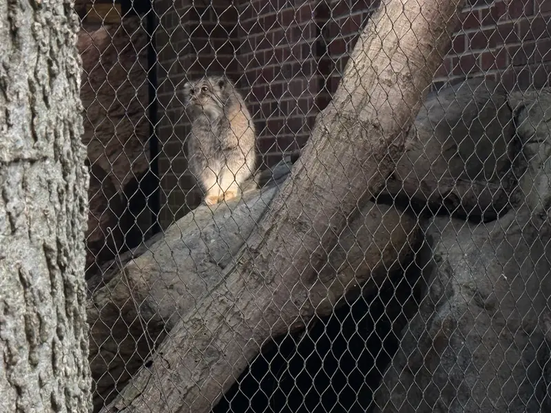 プロスペクト・パーク動物園のサルナイの写真
