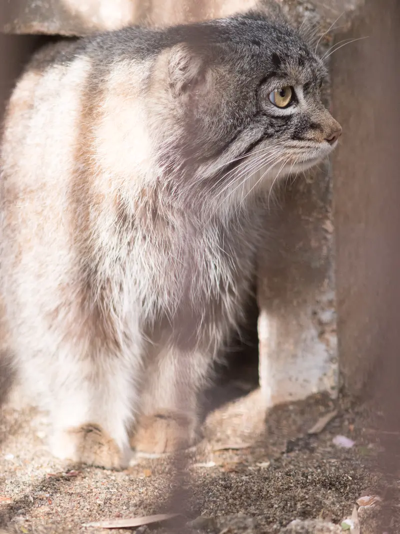 野毛山動物園のフィーガの写真
