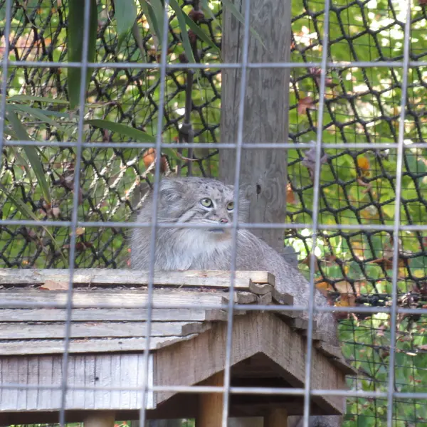 スミソニアン国立動物園のアカルの写真