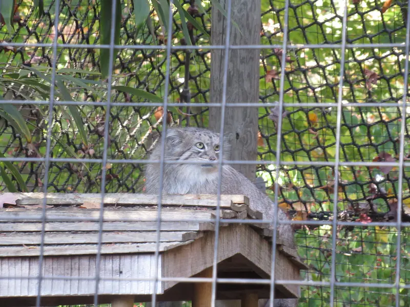 スミソニアン国立動物園のアカルの写真