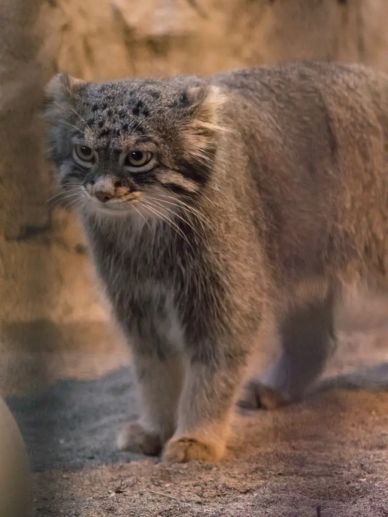野毛山動物園のフィーガの写真