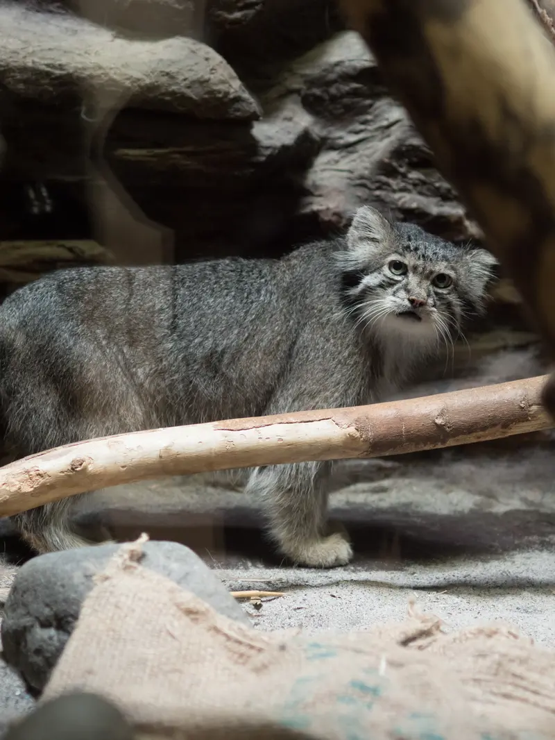 恩賜上野動物園のクリョンの写真