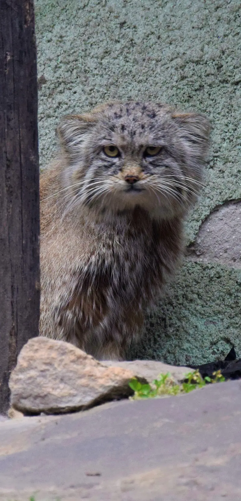 ブダペスト動物園・植物園のマヌエルの写真
