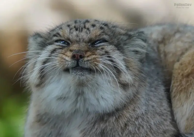 マヌルネコの写真