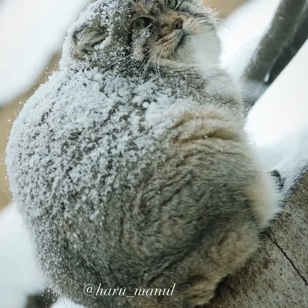 那須どうぶつ王国のレフの写真