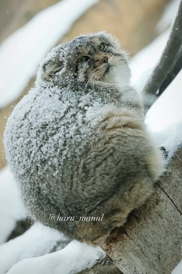 那須どうぶつ王国のレフの写真