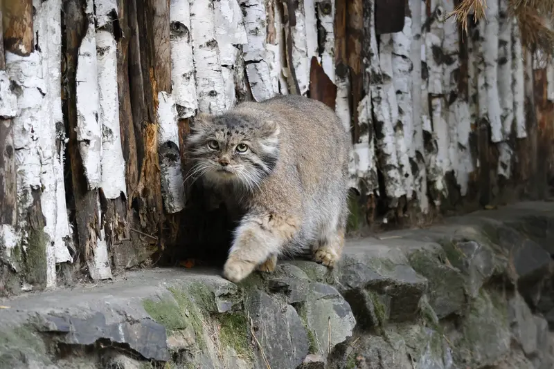 ノヴォシビルスク動物園のラストチカの写真