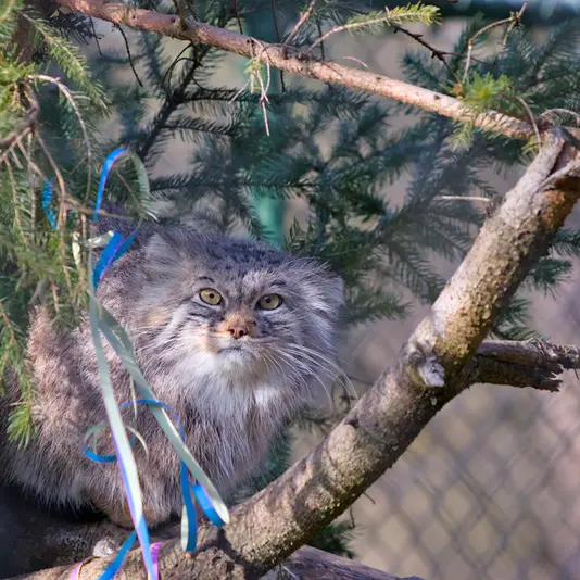 ヘラブルン動物園のスタブシの写真