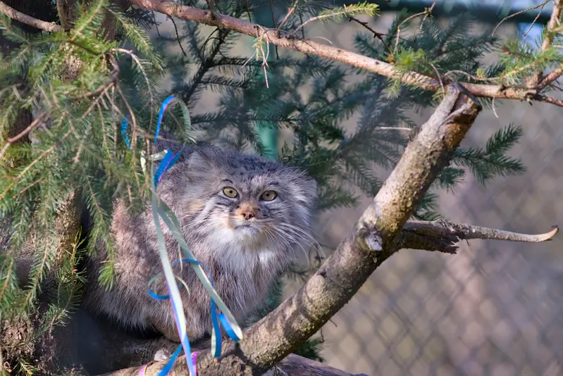 ヘラブルン動物園のスタブシの写真