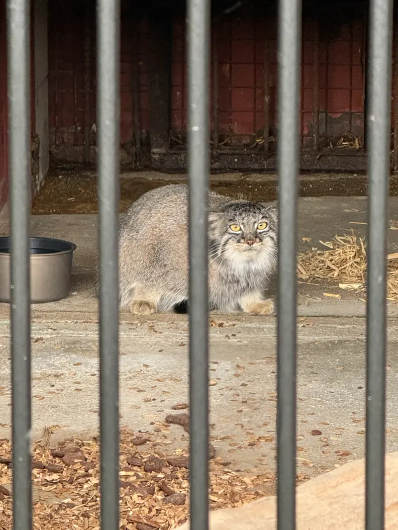 ごかつら池どうぶつパークのメイの写真