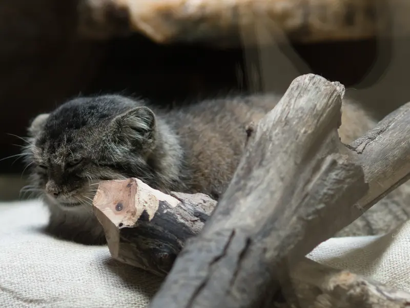 恩賜上野動物園のプリームラの写真