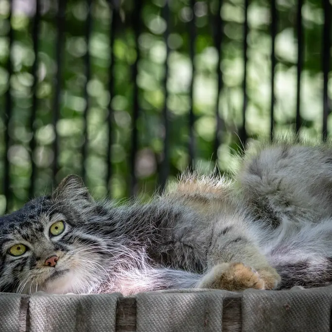 ノヴォシビルスク動物園のシルヴェスターの写真
