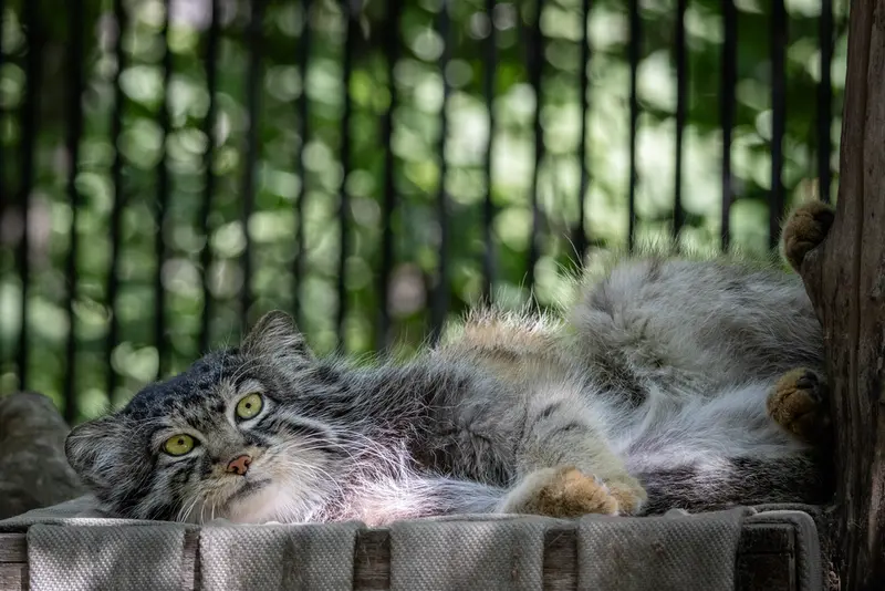 ノヴォシビルスク動物園のシルヴェスターの写真