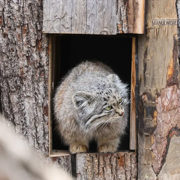 レッドリバー動物園のカイの写真