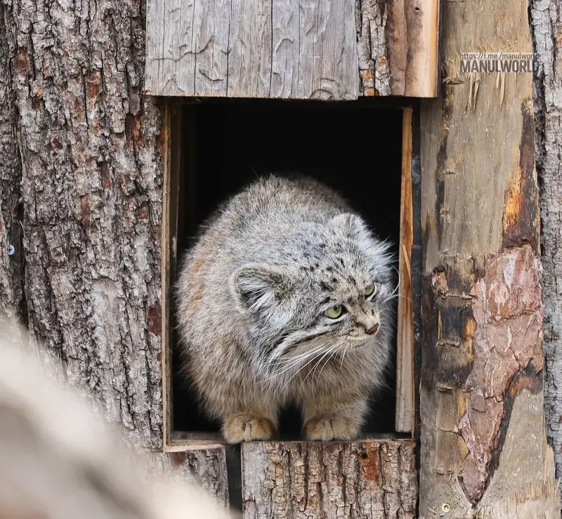 レッドリバー動物園のカイの写真