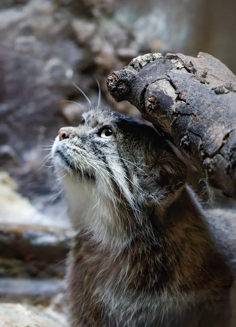 恩賜上野動物園のプリームラの写真