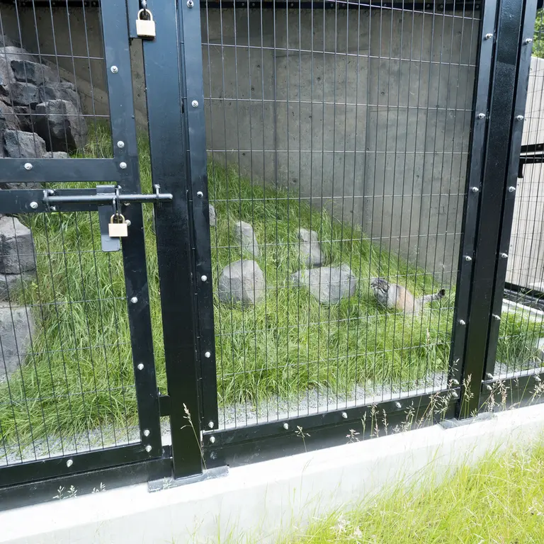 旭山動物園のグルーシャの写真