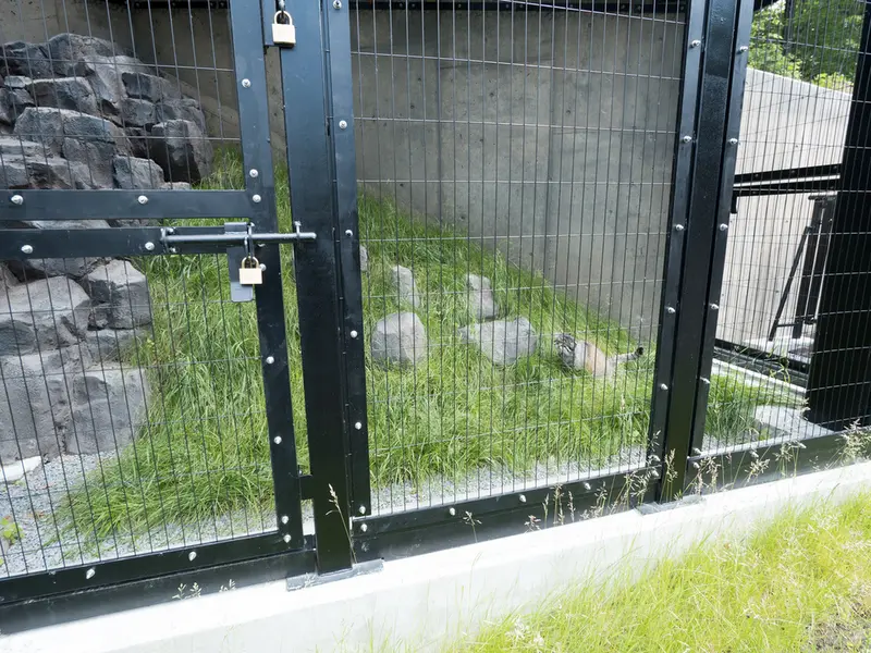 旭山動物園のグルーシャの写真
