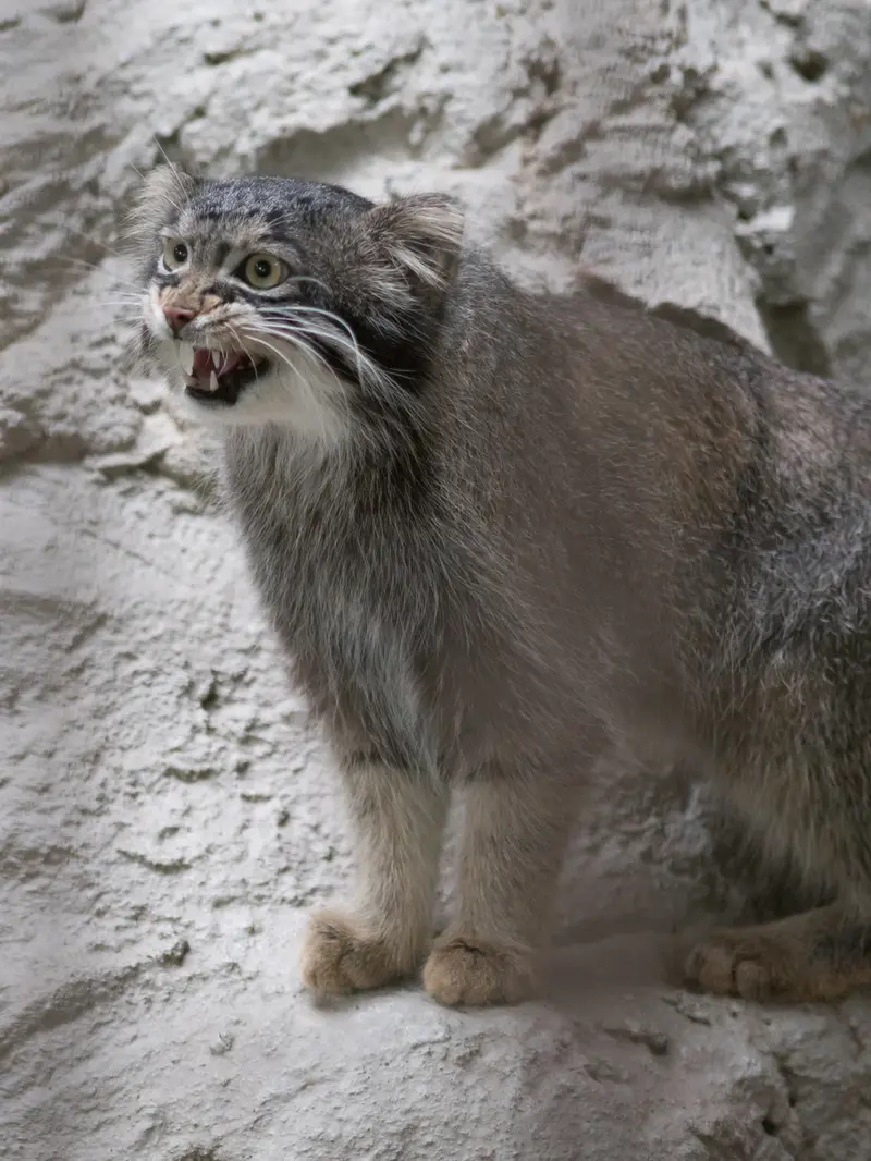 野毛山動物園のフィーガの写真