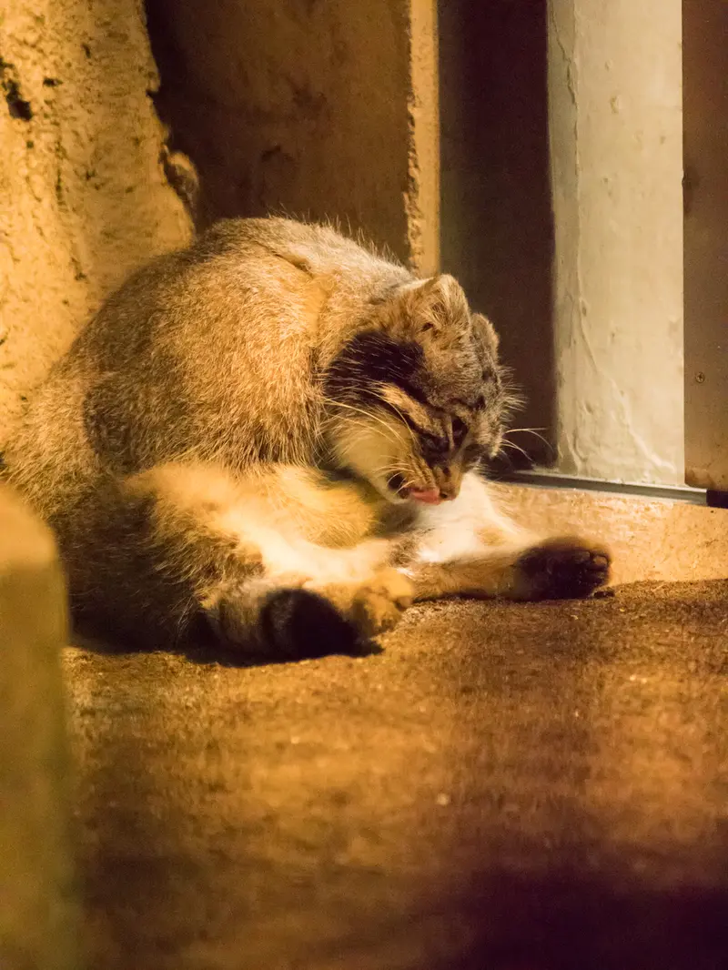 野毛山動物園のフィーガの写真