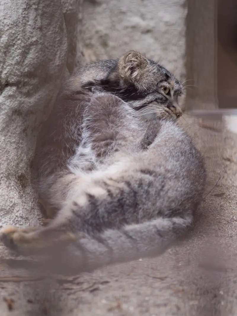 野毛山動物園のフィーガの写真