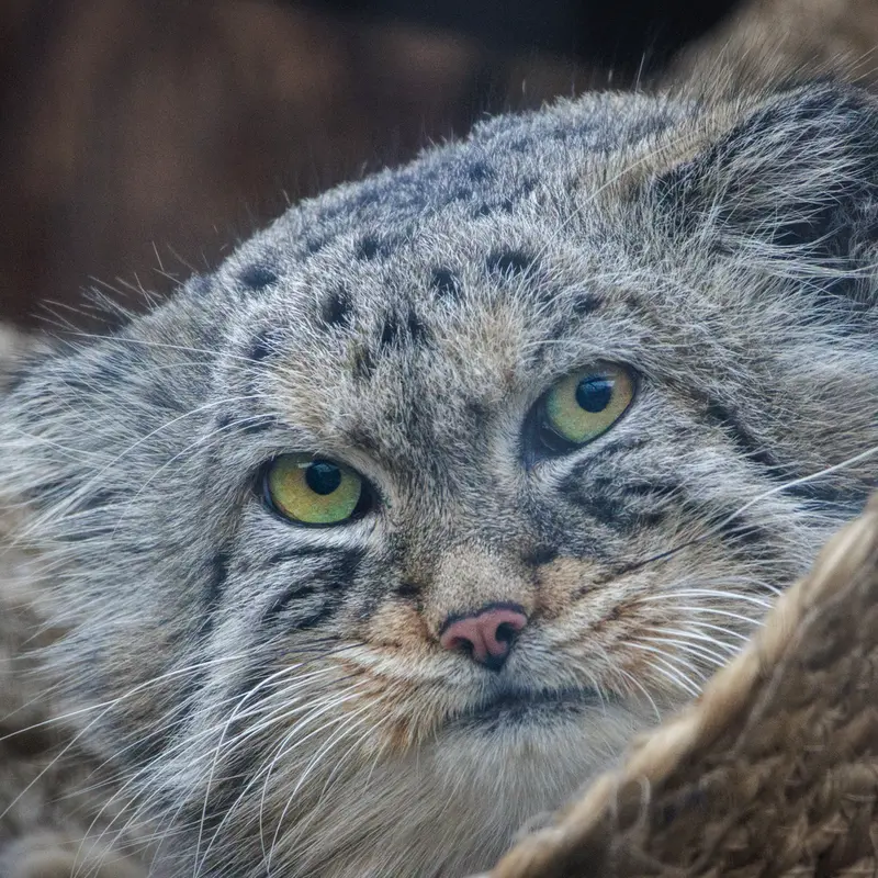レニングラード動物園のシューの写真
