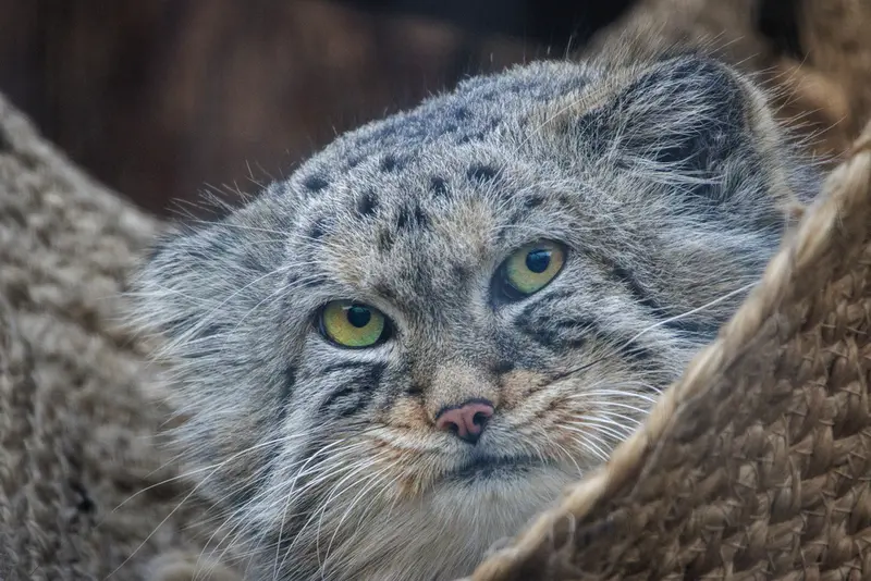 レニングラード動物園のシューの写真