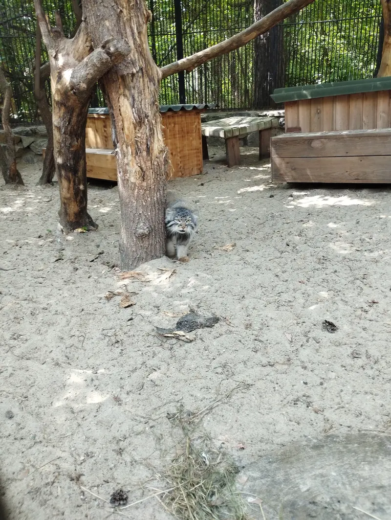 ノヴォシビルスク動物園のマヌルネコの写真