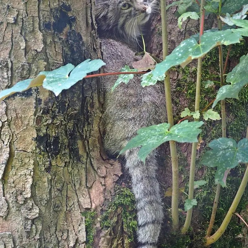 グダニスク動物園のマヌエルの写真