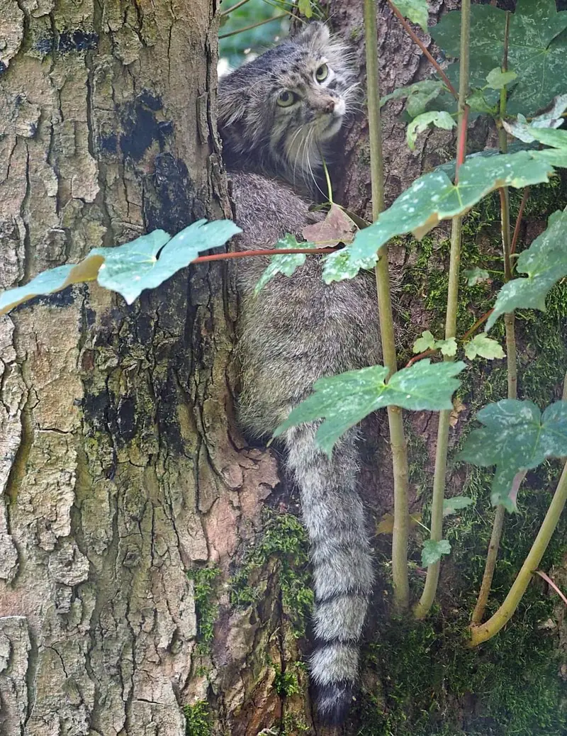 グダニスク動物園のマヌエルの写真