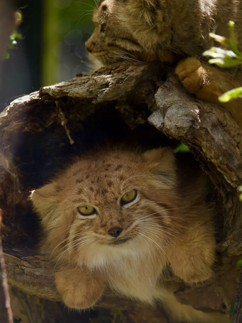 エレバン動物園のマノーとナノーの写真