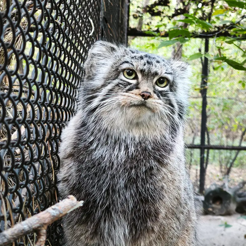 ノヴォシビルスク動物園のゾーシャの写真